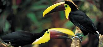 Parc National Corcovado