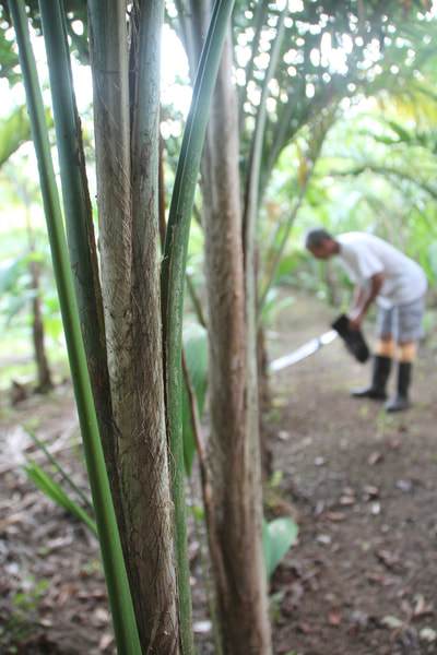 Finca Biodiversa Rancho Verde